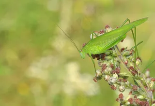 科尼克，蚱hopper，昆虫，宏
