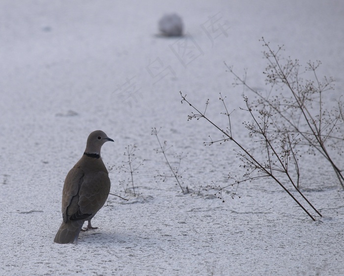鸽子，鸟，白，自然，鸽子，雪