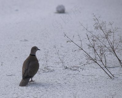 鸽子，鸟，白，自然，鸽子，雪