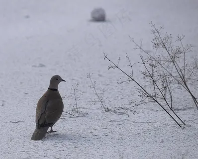 鸽子，鸟，白，自然，鸽子，雪