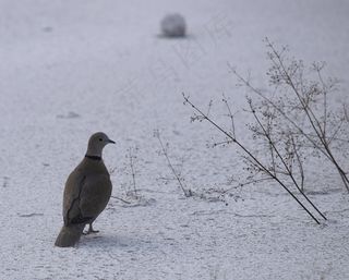 鸽子，鸟，白，自然，鸽子，雪