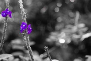 鲜花，自然，花的，春天，植物，盛开，白