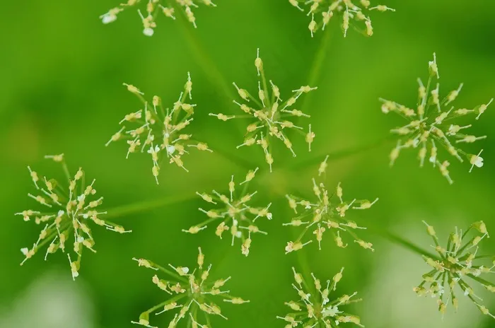 绿色，春天，华美，花，紫色，宏，性质