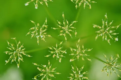 绿色，春天，华美，花，紫色，宏，性质