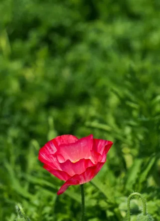 罂粟，红色，自然，田野，景观