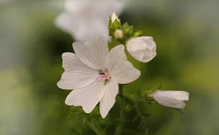 花，白，开花，性质，白绿色