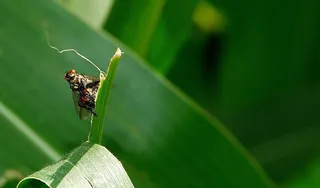 虫子,若虫,蜘蛛,花卉,昆虫摄影,昆虫