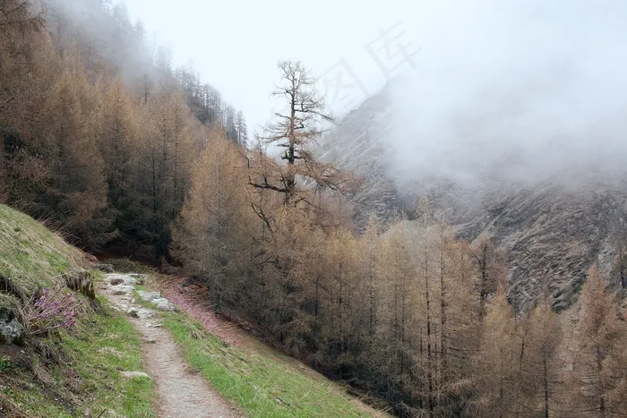 树,峡谷,风景,山峦,街道,森林雾上升路径