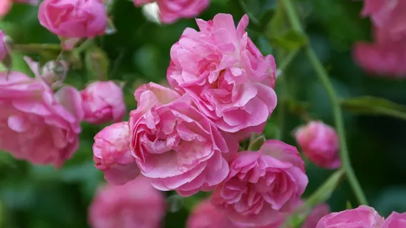 玫瑰,粉红色,玫瑰花朵,香,美丽,多彩 玫瑰,粉红色,玫瑰花朵,香,美丽,多彩