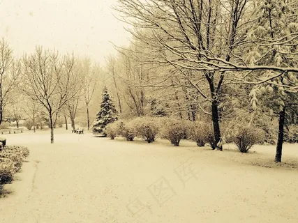 雪,冬季,树木,自然,冷,季节,假期 雪,冬季,树木,自然,冷,季节,假期