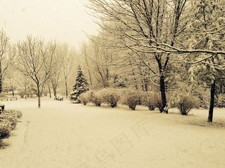 雪，冬季，树木，自然，冷，季节，假期