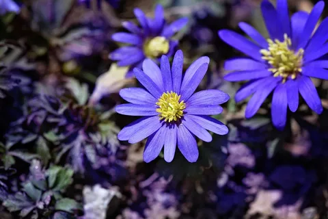 巴尔干海葵，蓝色，蓝色花，春天的花朵