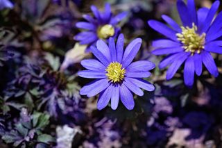 巴尔干海葵，蓝色，蓝色花，春天的花朵