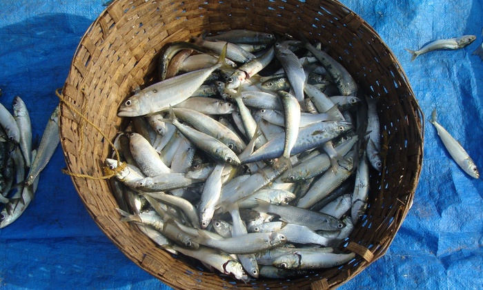 鱼，海洋，沧海，鲭鱼，新鲜，抓到，海滩，果阿