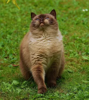 猫，英国短毛猫，戏剧，米氏，纯种，亲爱的