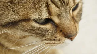 猫，脸，头，宠物，动物，猫的，肖像，晶须