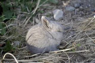 兔子，兔，动物，自然，可爱，野生动物，野生