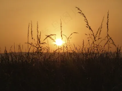 草,太阳,自然,夏天,日落,Abendstimmung 草,太阳,自然,夏天,日落,Abendstimmung