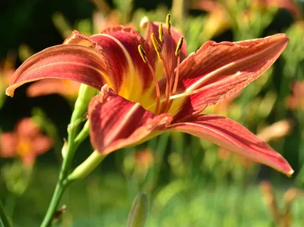 花,橙色,百合,黄花菜,性质,外面 花,橙色,百合,黄花菜,性质,外面