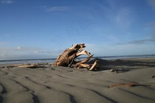 海滩，木材，沙，海洋，海岸，海岸，海景