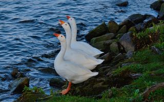 白雪雁，三重奏，鸟，鹅，飞，翅膀