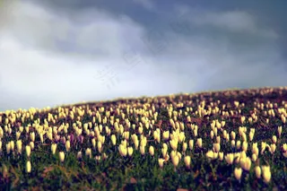 番红花，鲜花，草地，春天，性质，花园，季节