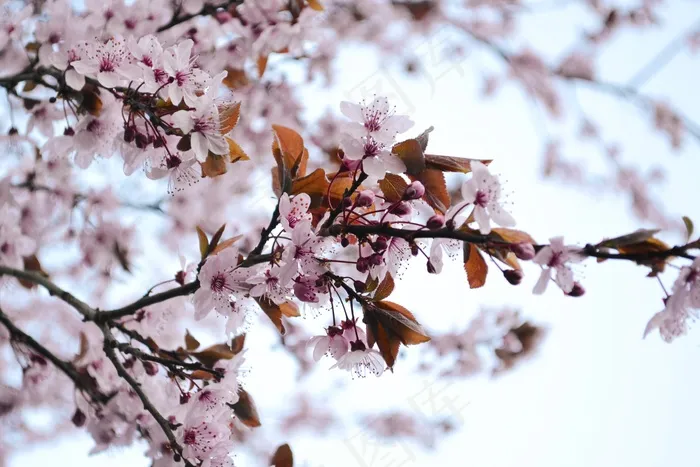 鲜花，血梅，盛开，树，春天，自然