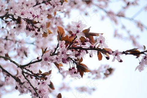 鲜花，血梅，盛开，树，春天，自然