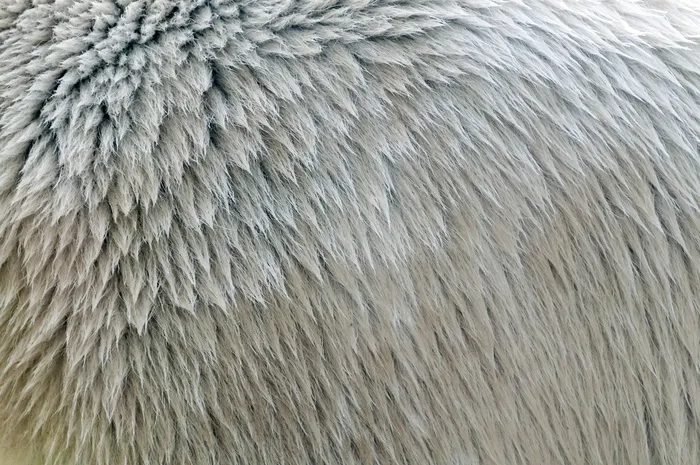 毛皮，图案，纹理，北极熊，动物，熊，白