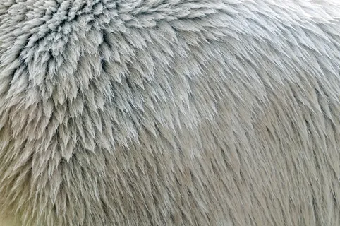 毛皮，图案，纹理，北极熊，动物，熊，白