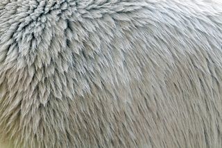 毛皮，图案，纹理，北极熊，动物，熊，白