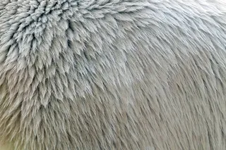 毛皮，图案，纹理，北极熊，动物，熊，白