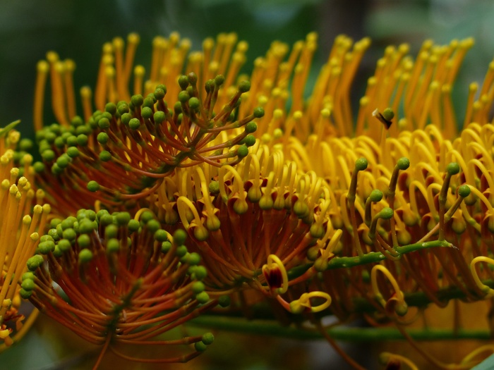 Grevillea Robusta，花，黄色，大号，银橡木