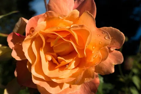 玫瑰,橙色,花,开花,玫瑰绽放 玫瑰,橙色,花,开花,玫瑰绽放
