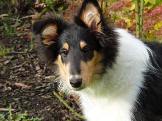 牧羊犬，狗，三色，长发牧羊犬，小狗，年轻