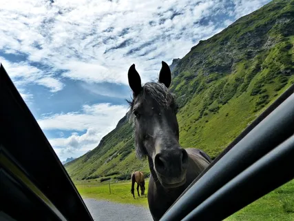 马，道路，遇到，山，春天，夏天