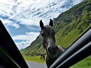 马，道路，遇到，山，春天，夏天