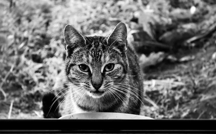 猫，晶须，动物，黑色和白色