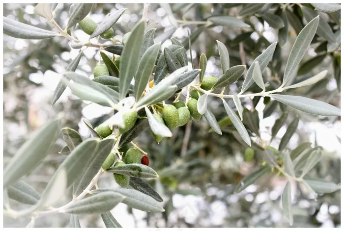 橄榄，橄榄枝，地中海，橄榄树，植物