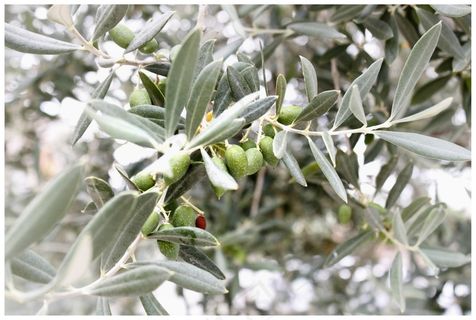 橄榄，橄榄枝，地中海，橄榄树，植物