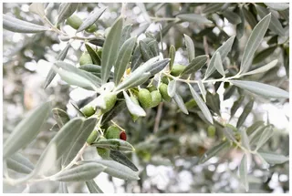 橄榄，橄榄枝，地中海，橄榄树，植物