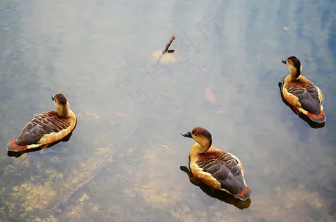 鸭子，自然，动物，鸟，水，户外，湖泊