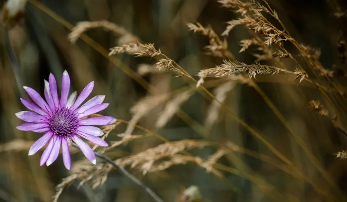 雄辩的蜡菊，蜡菊，野花