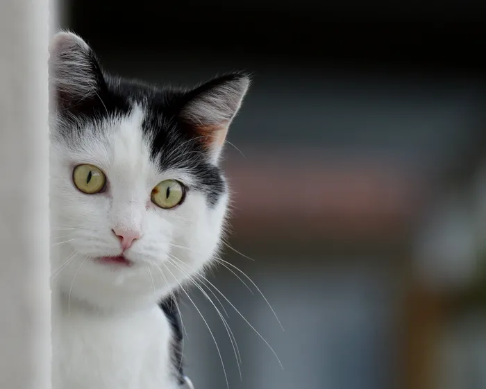 猫，Mieze，家猫，动物，宠物，滑稽