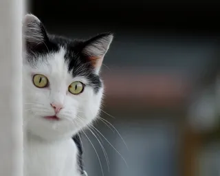 猫，Mieze，家猫，动物，宠物，滑稽