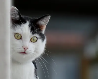 猫,Mieze,家猫,动物,宠物,滑稽 猫,Mieze,家猫,动物,宠物,滑稽