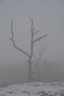 树挂,树,工笔画,被子,Geisterbaum-鬼树