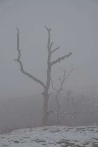 树挂,树,工笔画,被子,Geisterbaum-鬼树