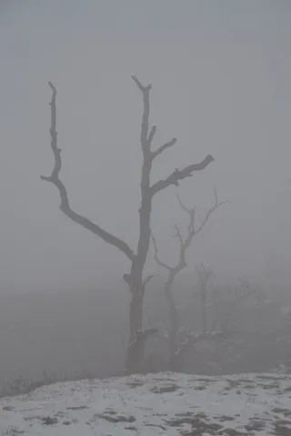 树挂,树,工笔画,被子,Geisterbaum-鬼树