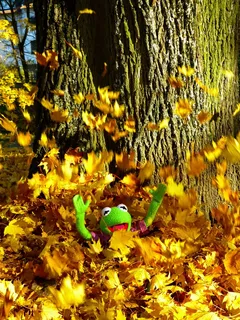 叶子，多彩，雨，乐趣，柯，青蛙